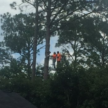Tree crew for Floyd's Tree Service in a bucket truck cutting tree branches
