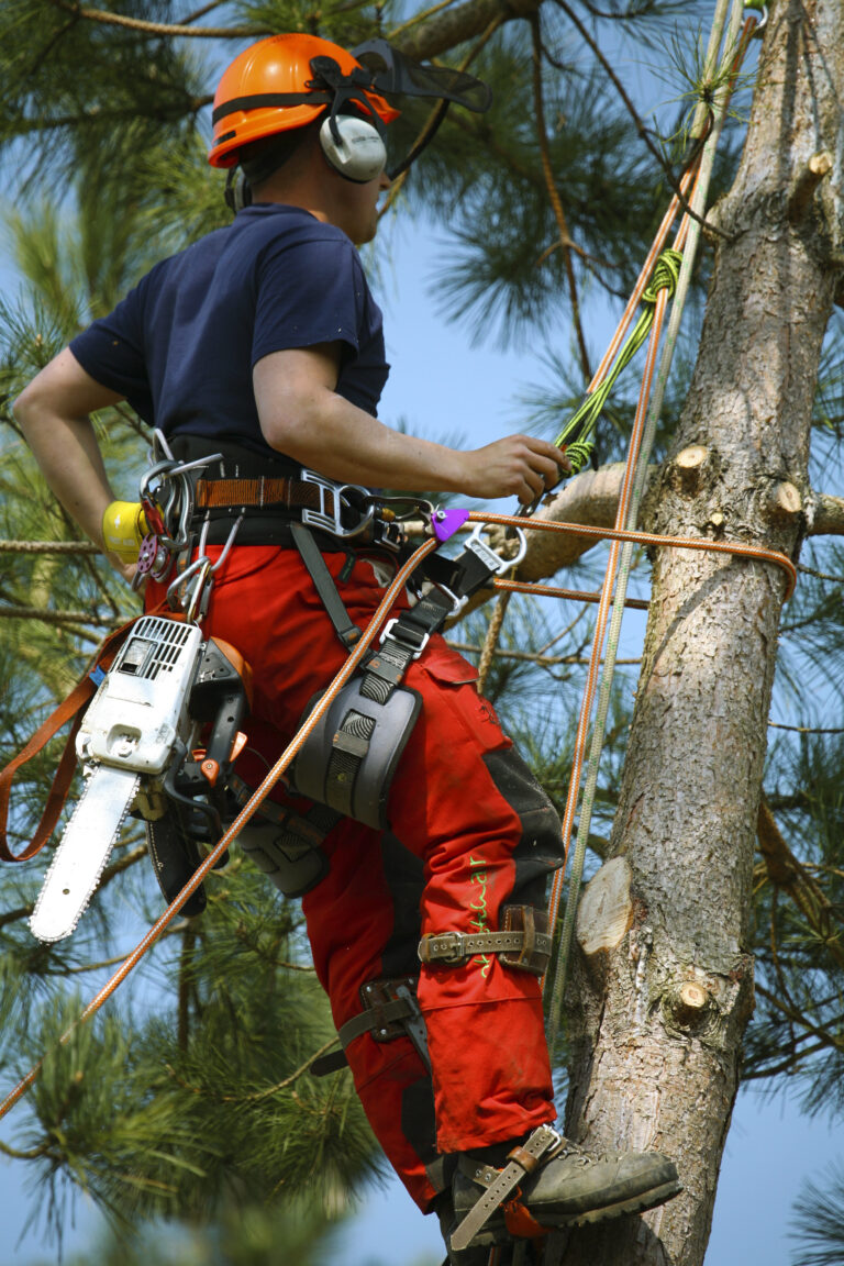 Tree trimming being performed by tree surgeon, or arborist