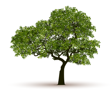 Beautiful large tree trimmed on isolated background